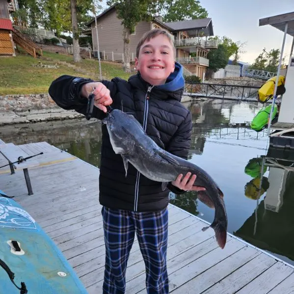 Blue catfish caught on Fishbrain