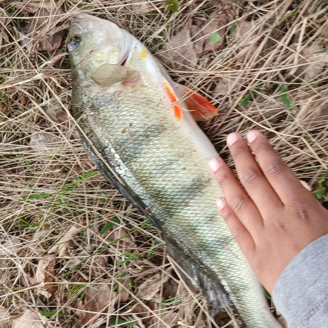 European perch caught on Fishbrain