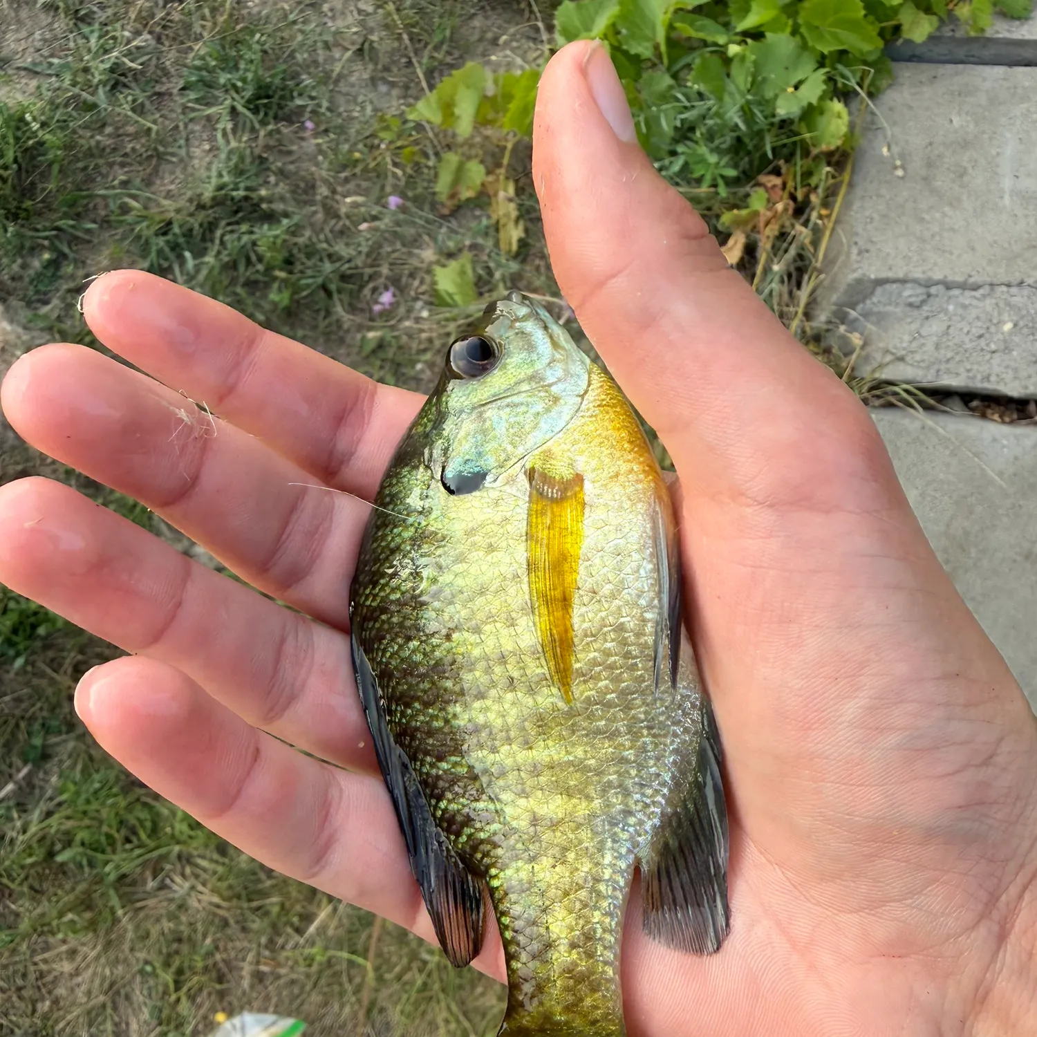 Bluegill caught on Fishbrain