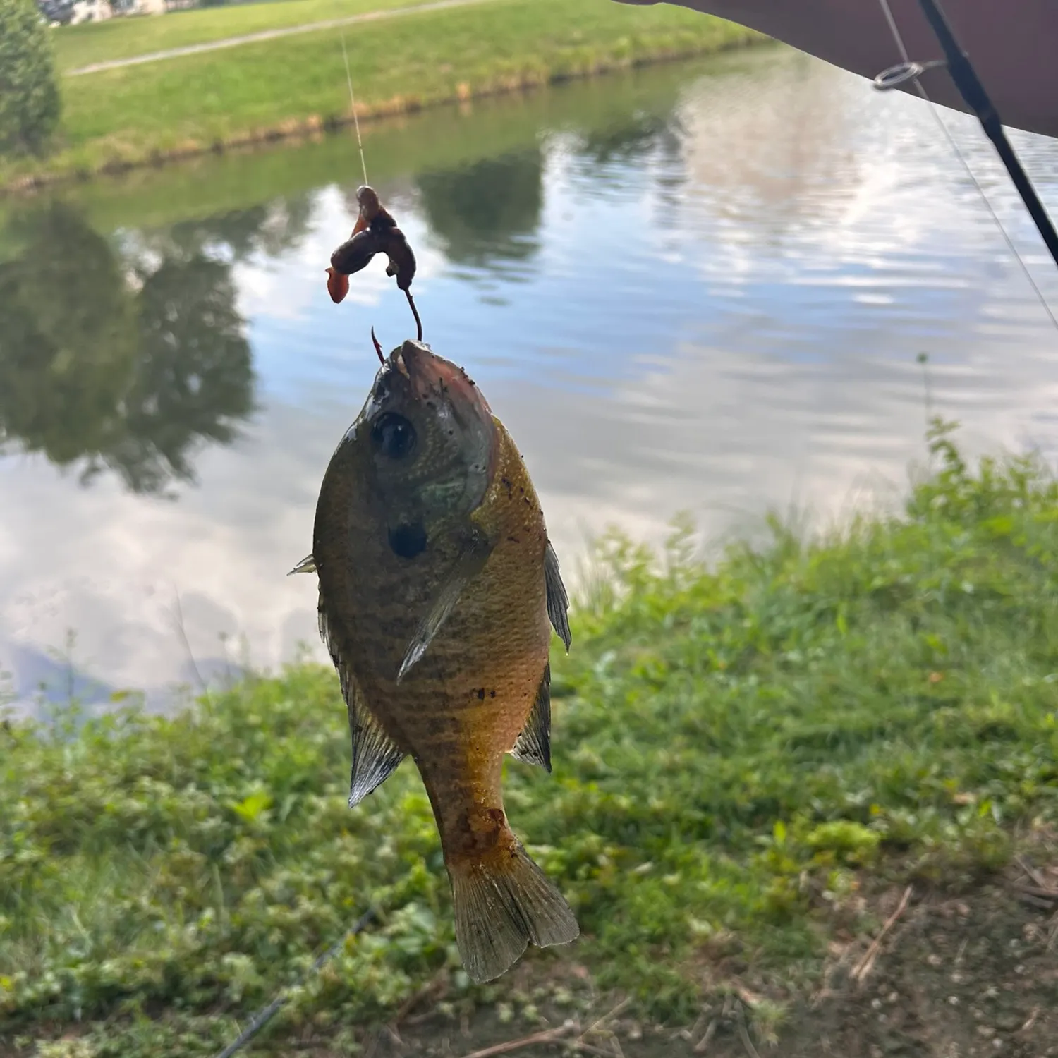 Bluegill caught on Fishbrain