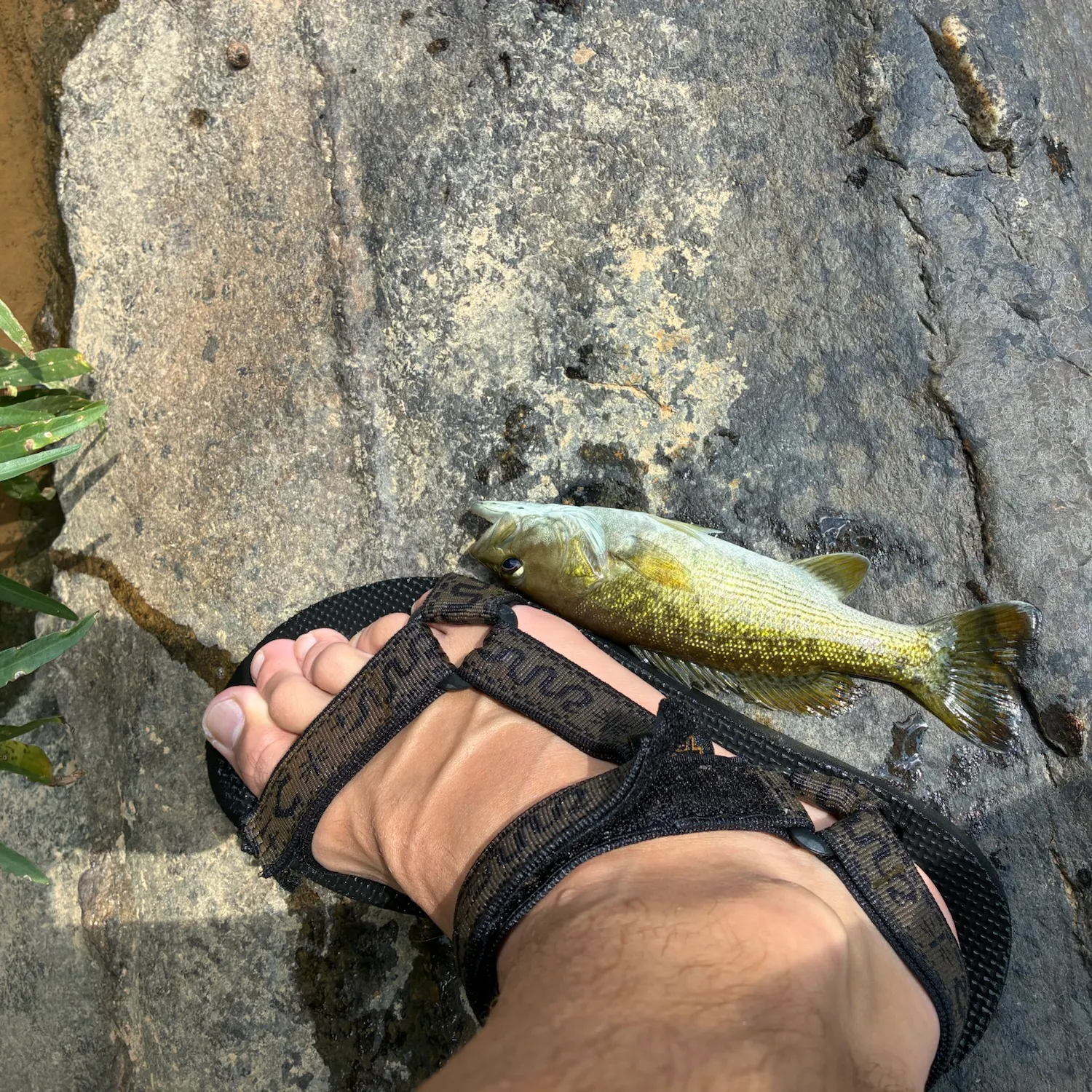 Shoal bass caught on Fishbrain
