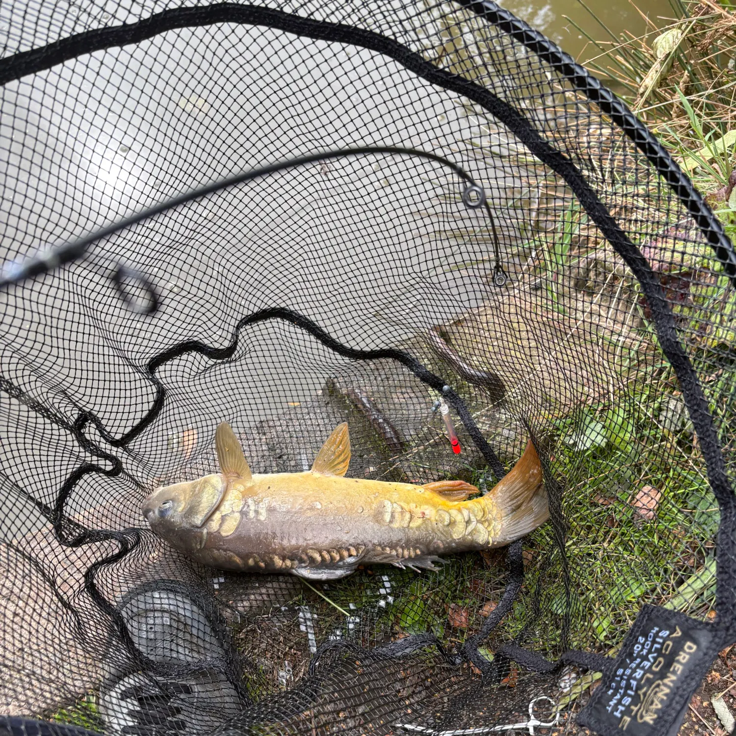 The most recent Leather carp catches on Fishbrain