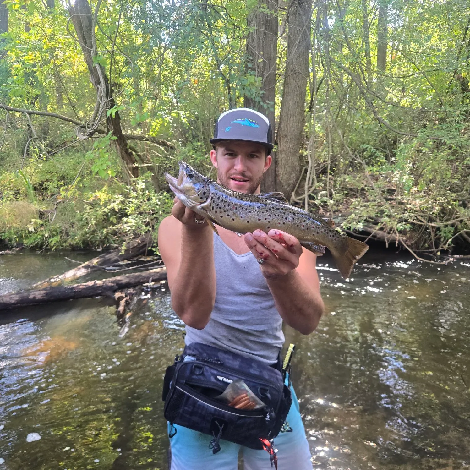 Brown trout caught on Fishbrain