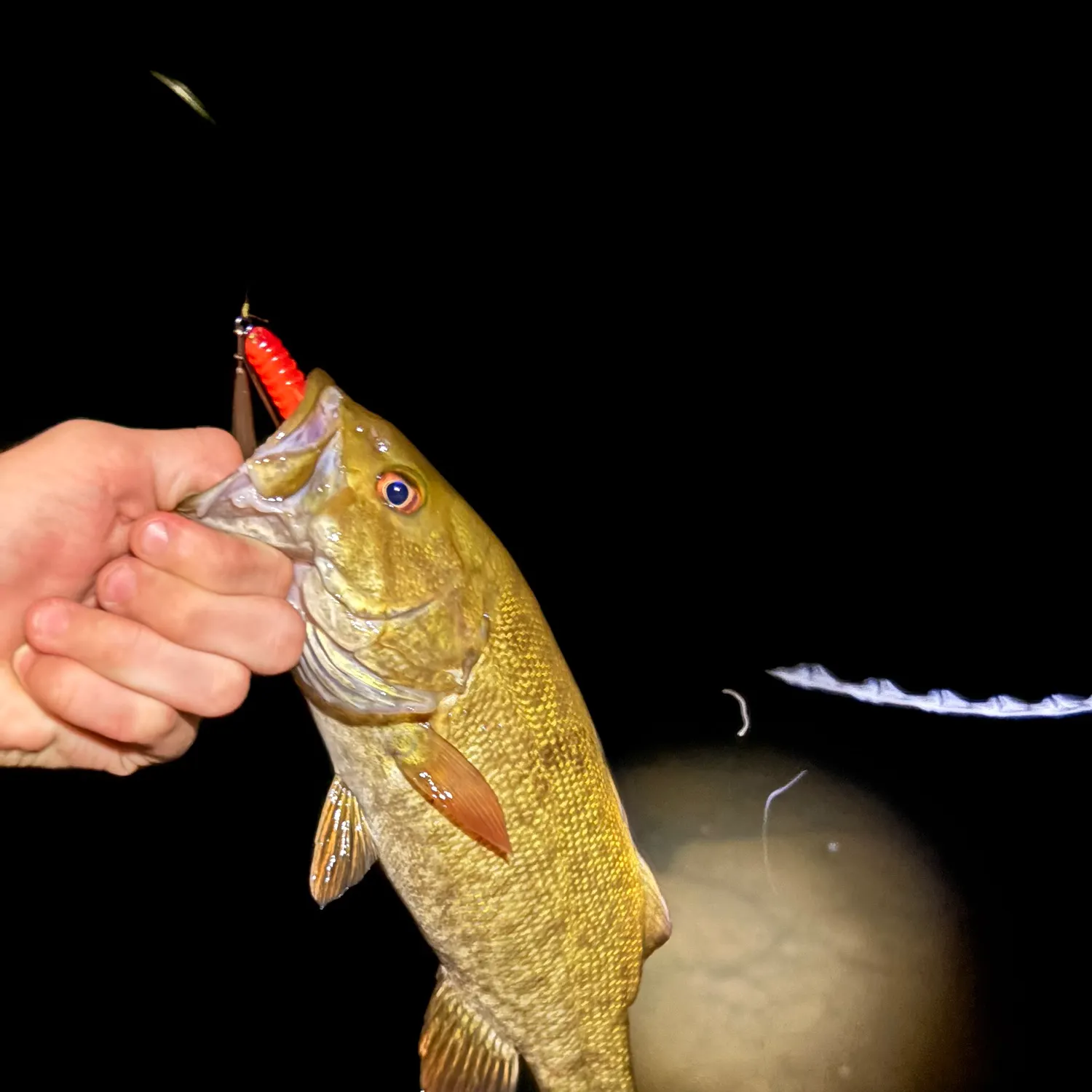 Smallmouth bass caught on Fishbrain