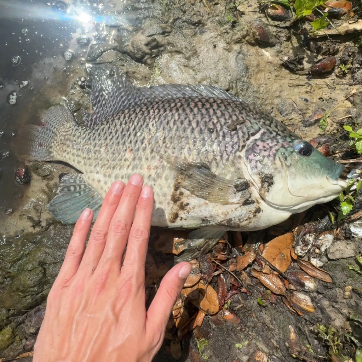 The most recent Blue tilapia catches on Fishbrain
