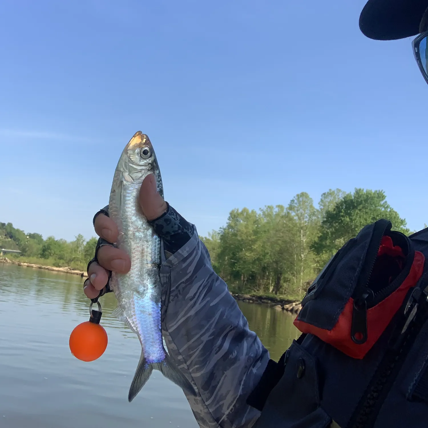 The most recent Hickory shad catches on Fishbrain