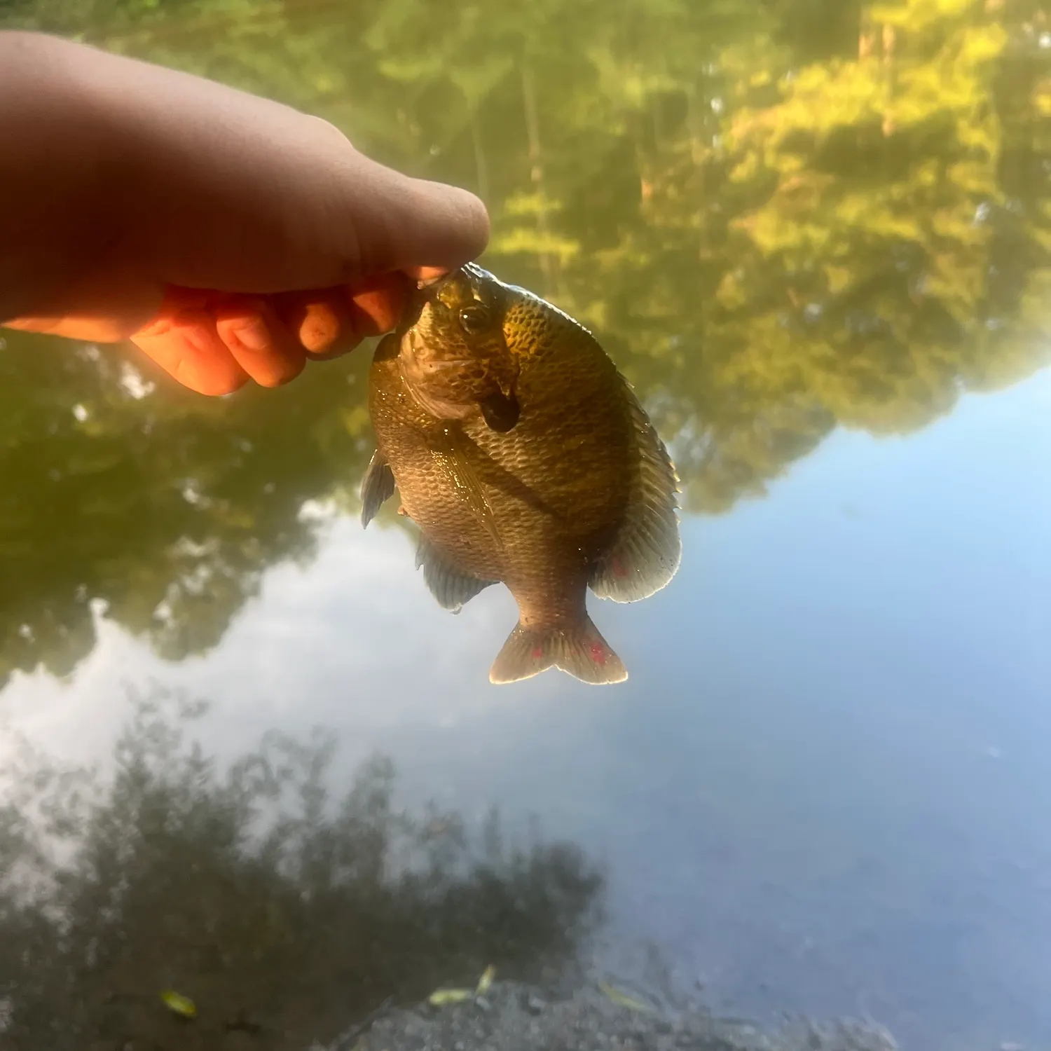 Coppernose bluegill caught on Fishbrain