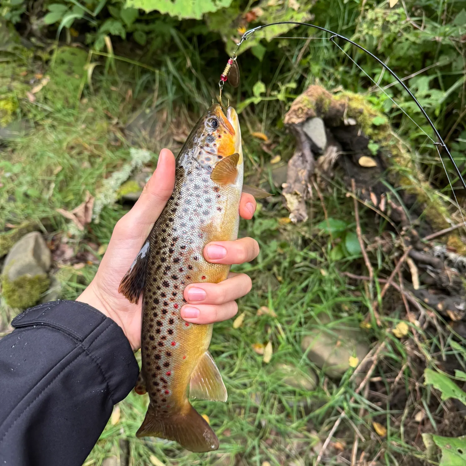 Brown trout caught on Fishbrain