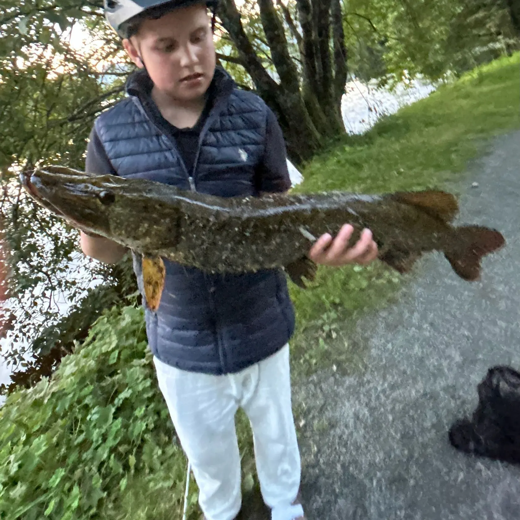Northern pike caught on Fishbrain