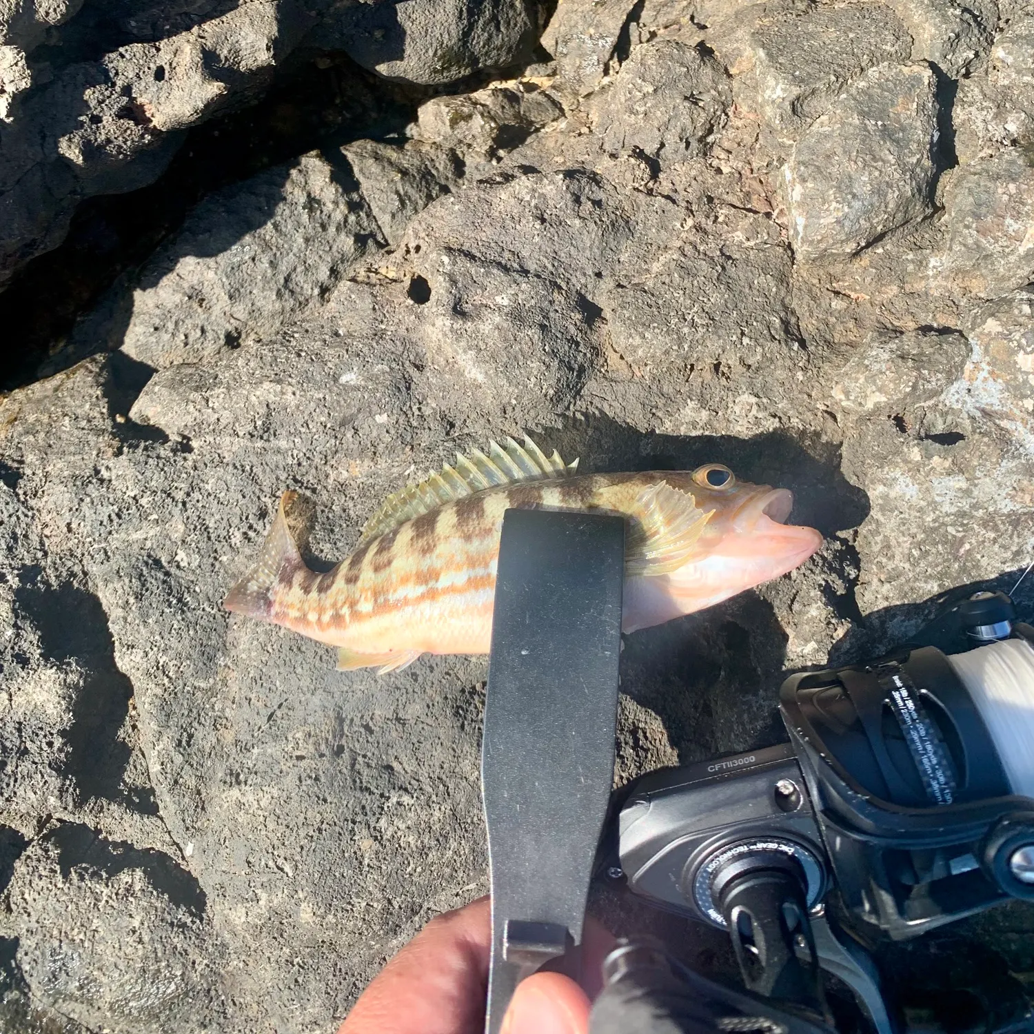 The most recent Comber catches on Fishbrain