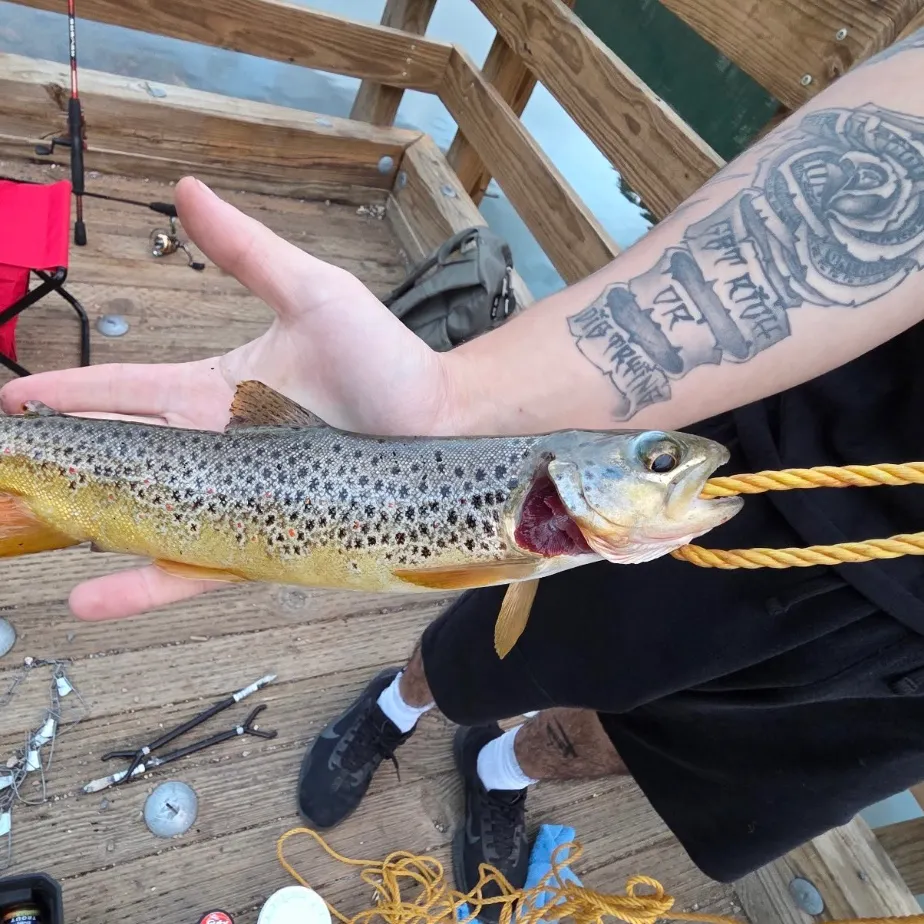 Brown trout caught on Fishbrain
