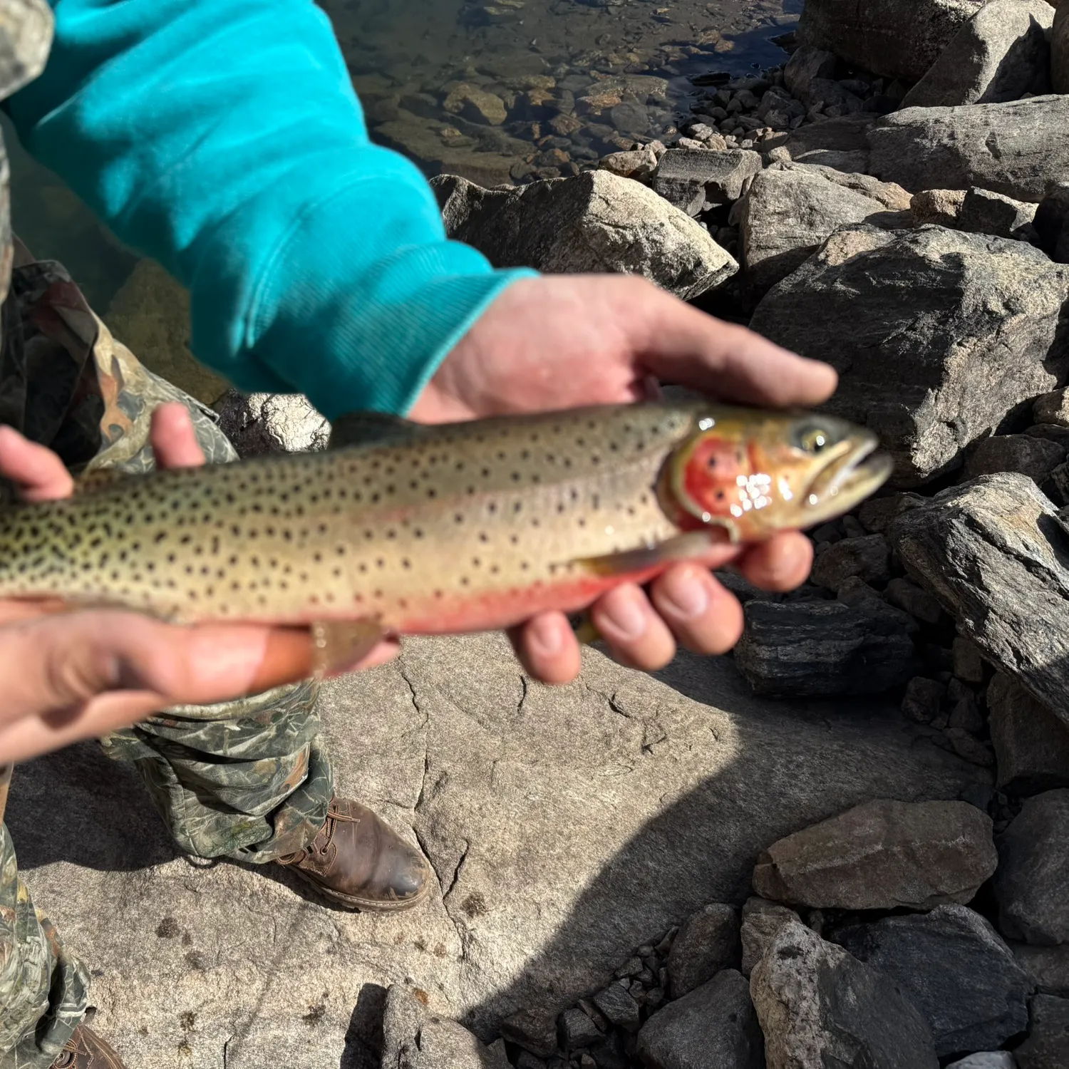 Cutthroat trout caught on Fishbrain