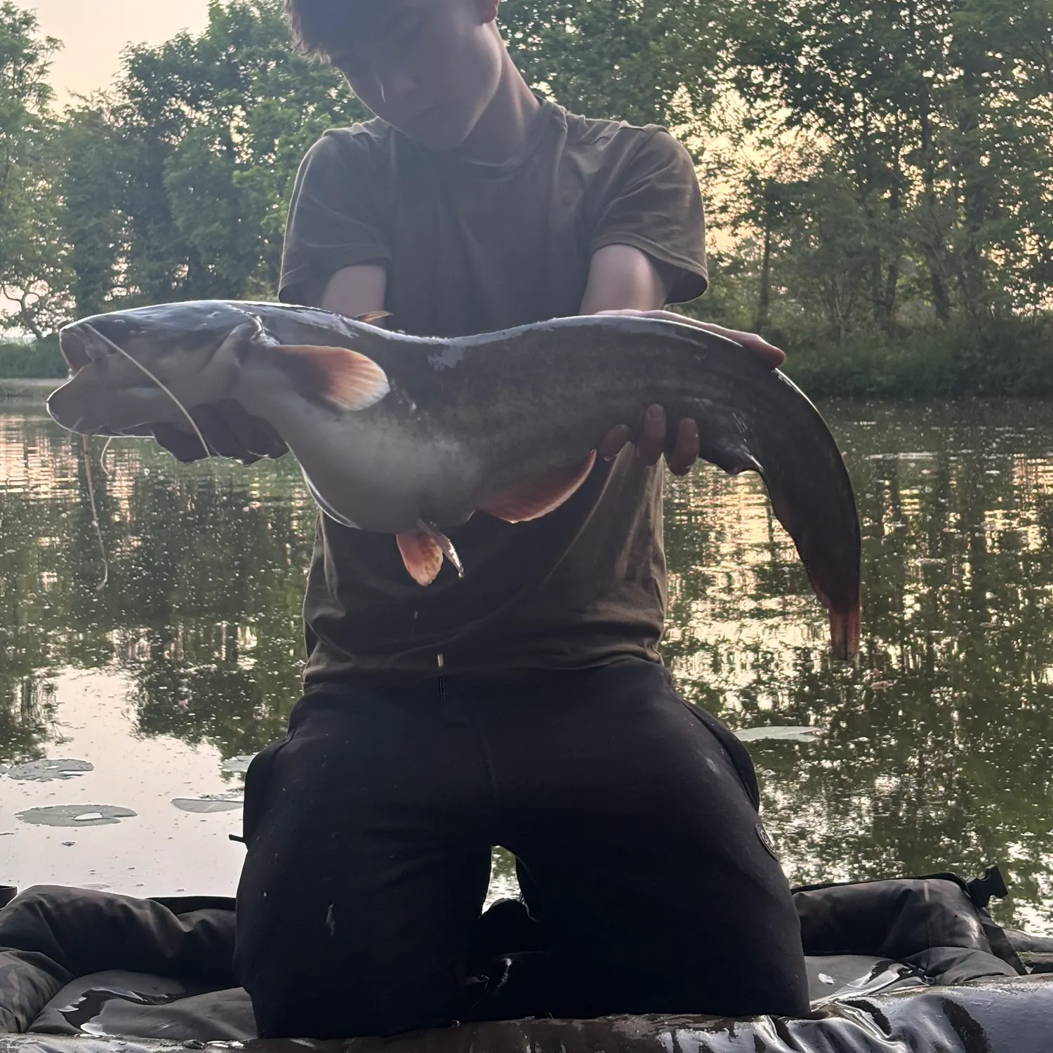 The most recent Wels catfish catches on Fishbrain
