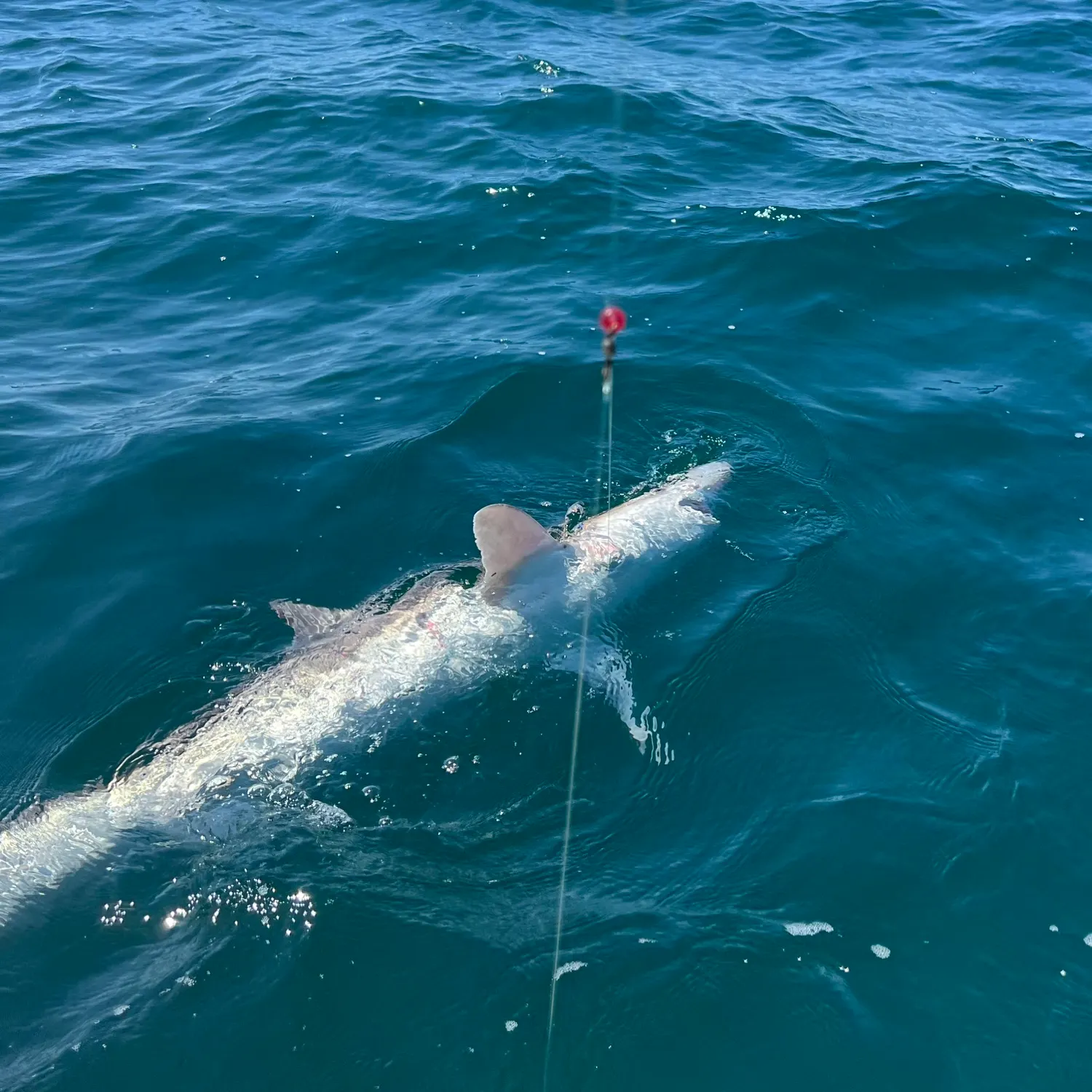 The most recent Tope shark catches on Fishbrain
