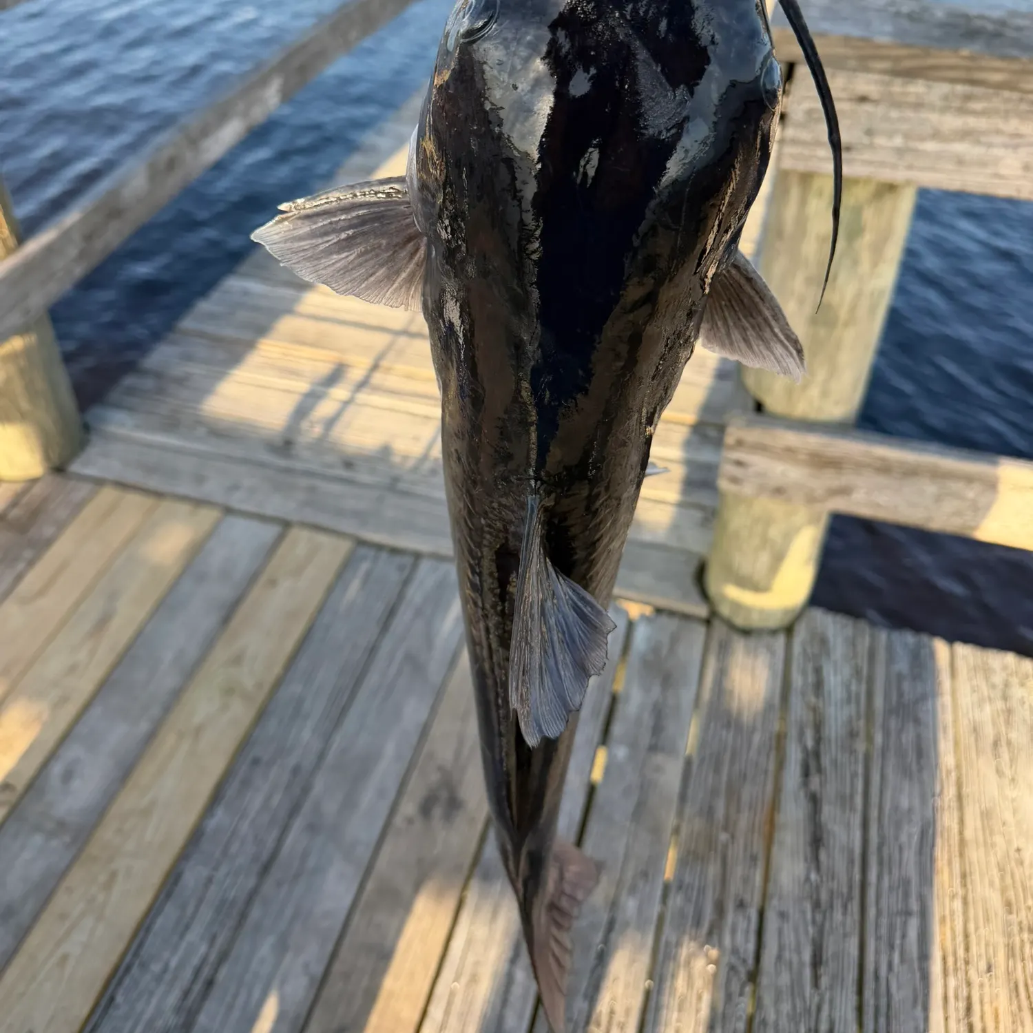 The most recent Channel catfish catches on Fishbrain
