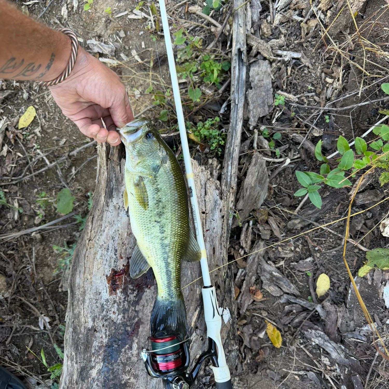 Largemouth bass caught on Fishbrain