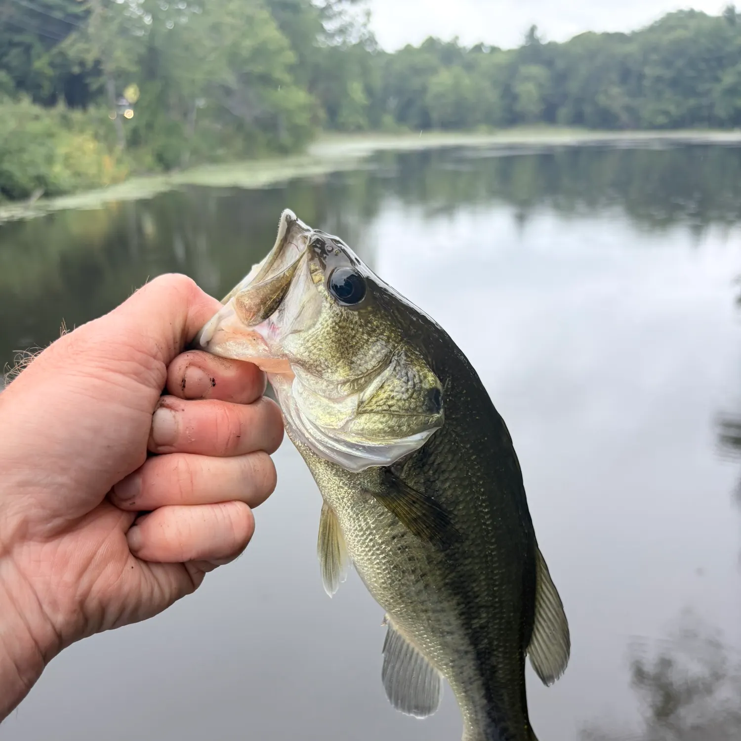 Smallmouth bass caught on Fishbrain