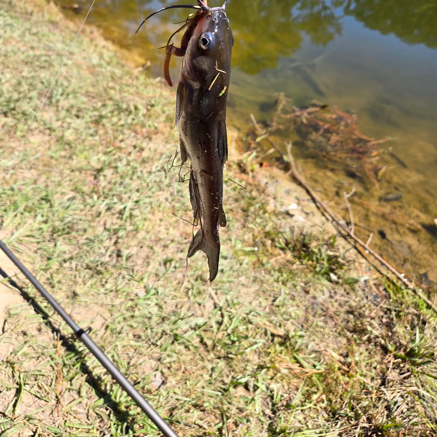 Channel catfish caught on Fishbrain
