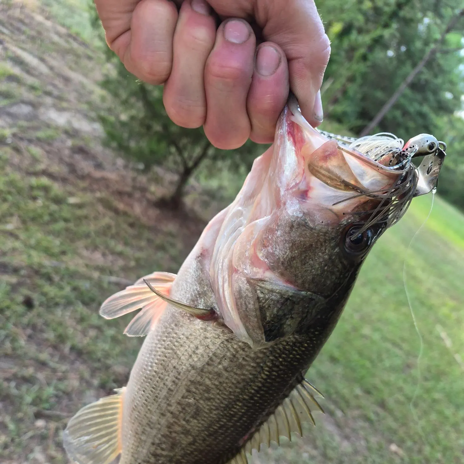 Largemouth bass caught on Fishbrain
