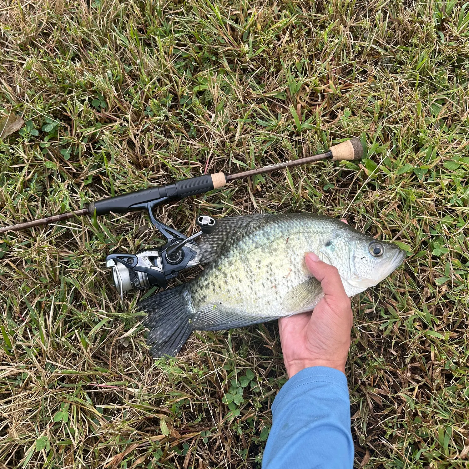 White crappie caught on Fishbrain