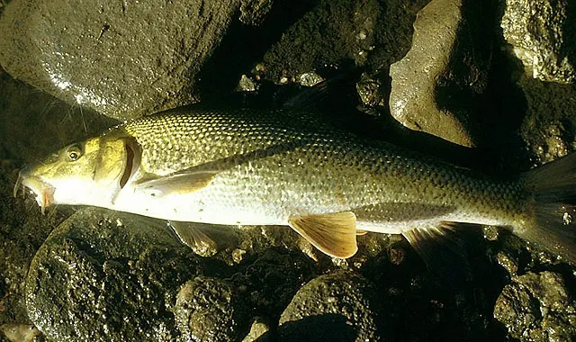 Mediterranean barbel