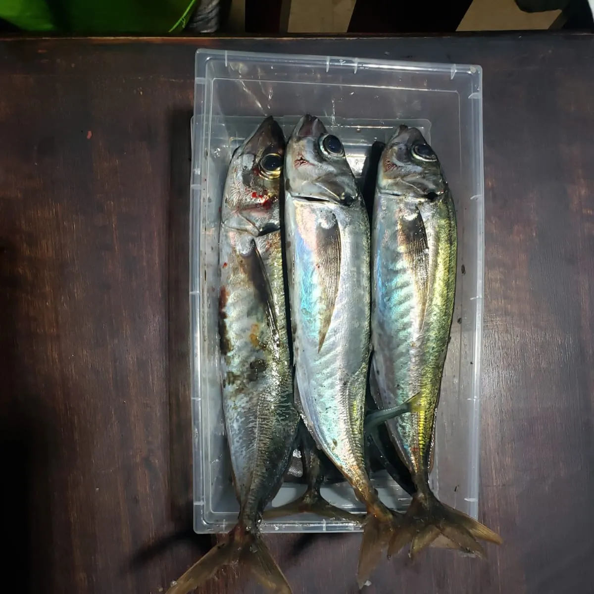 The most recent Chilean jack mackerel catches on Fishbrain