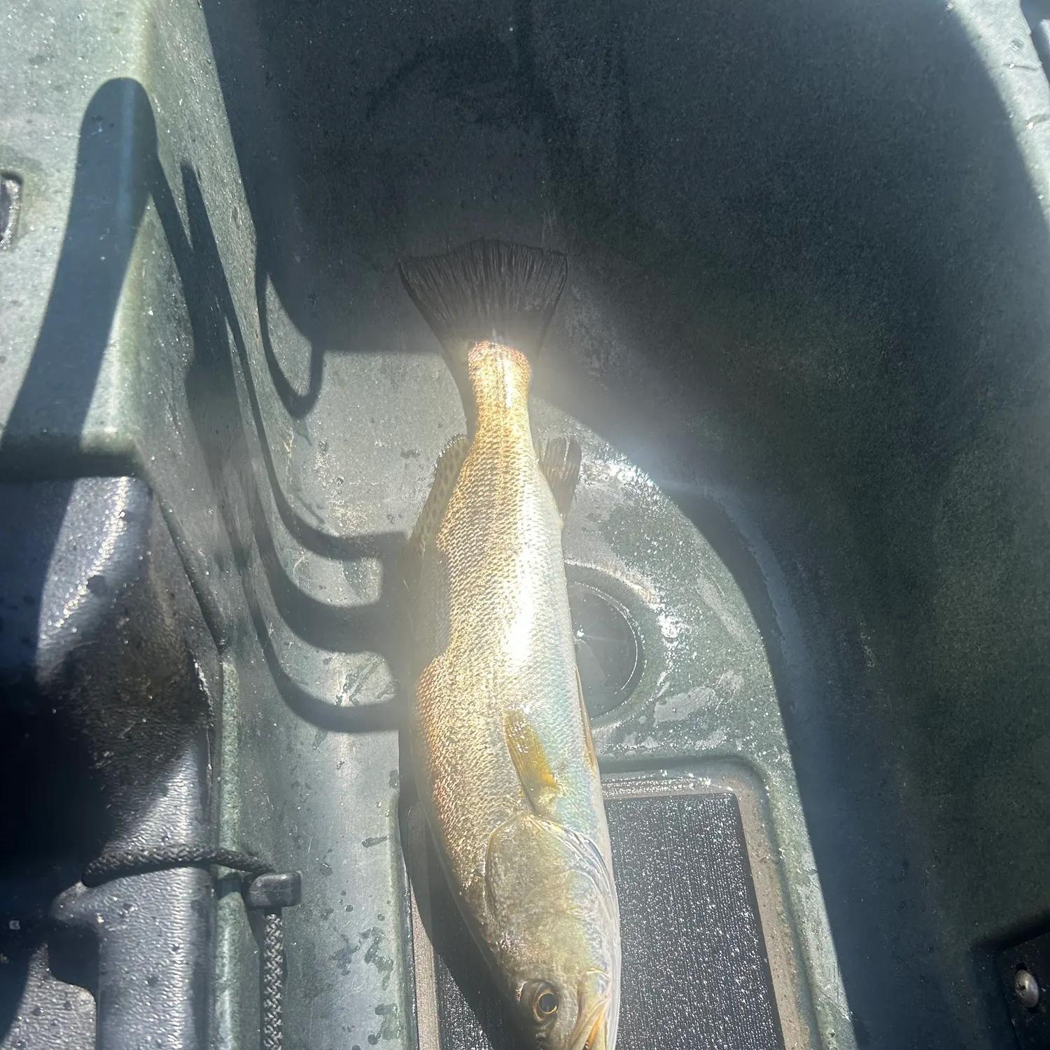 Spotted seatrout caught on Fishbrain