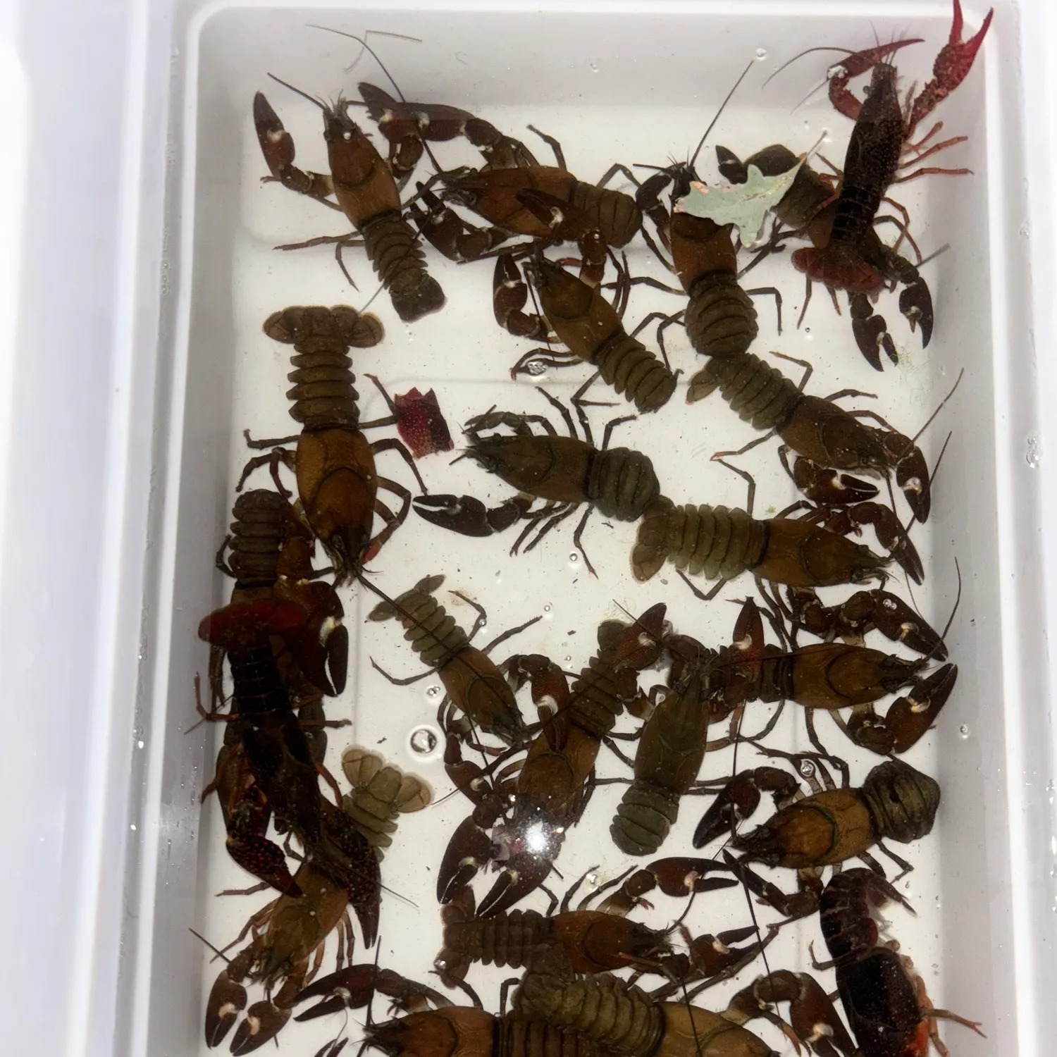 Signal crayfish caught on Fishbrain
