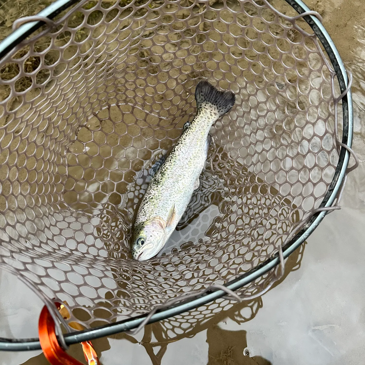 Rainbow trout caught on Fishbrain