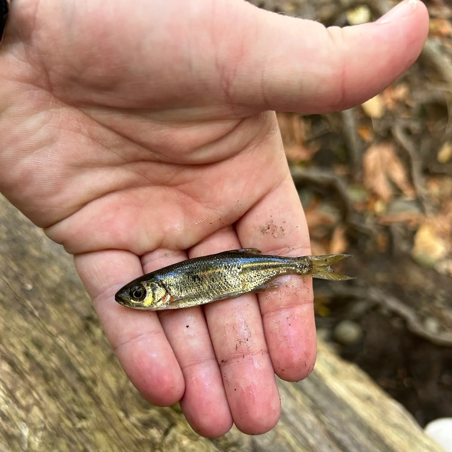 Redside shiner caught on Fishbrain