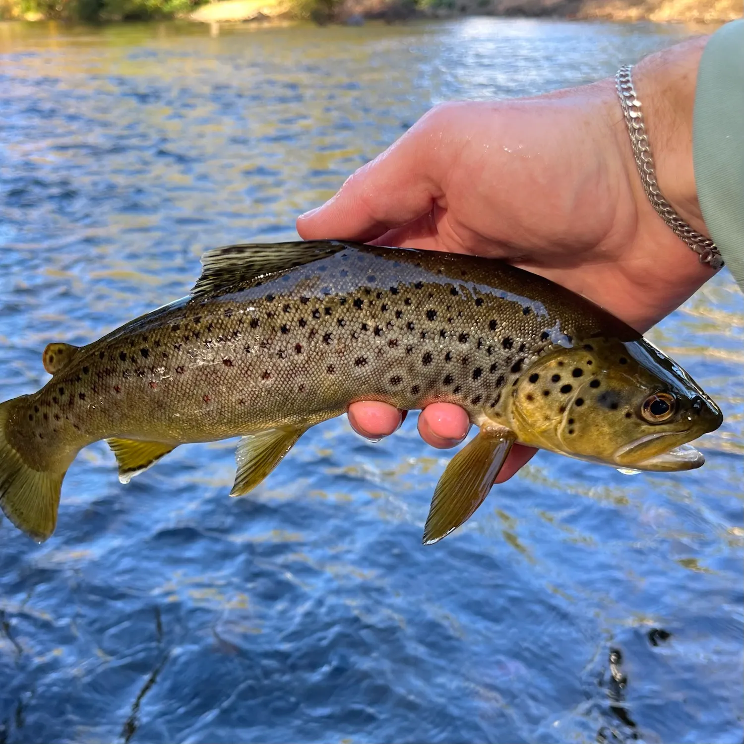 Brown trout caught on Fishbrain