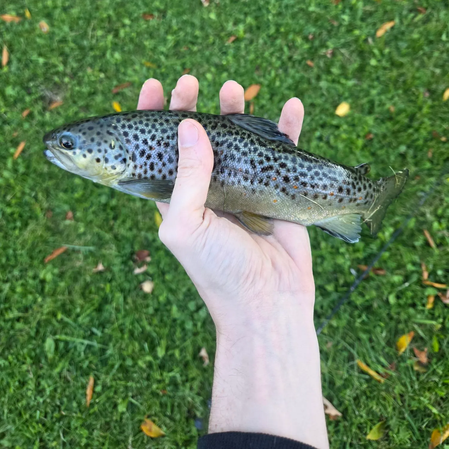 Brown trout caught on Fishbrain