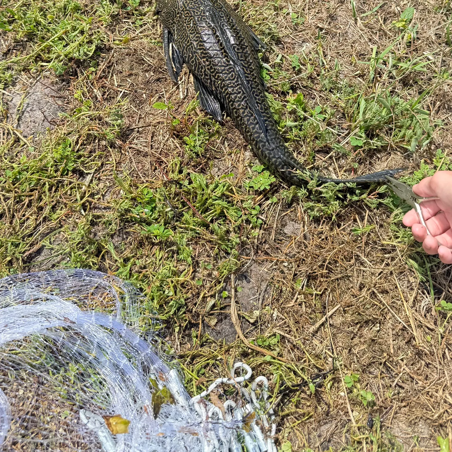 The most recent Suckermouth catfish catches on Fishbrain