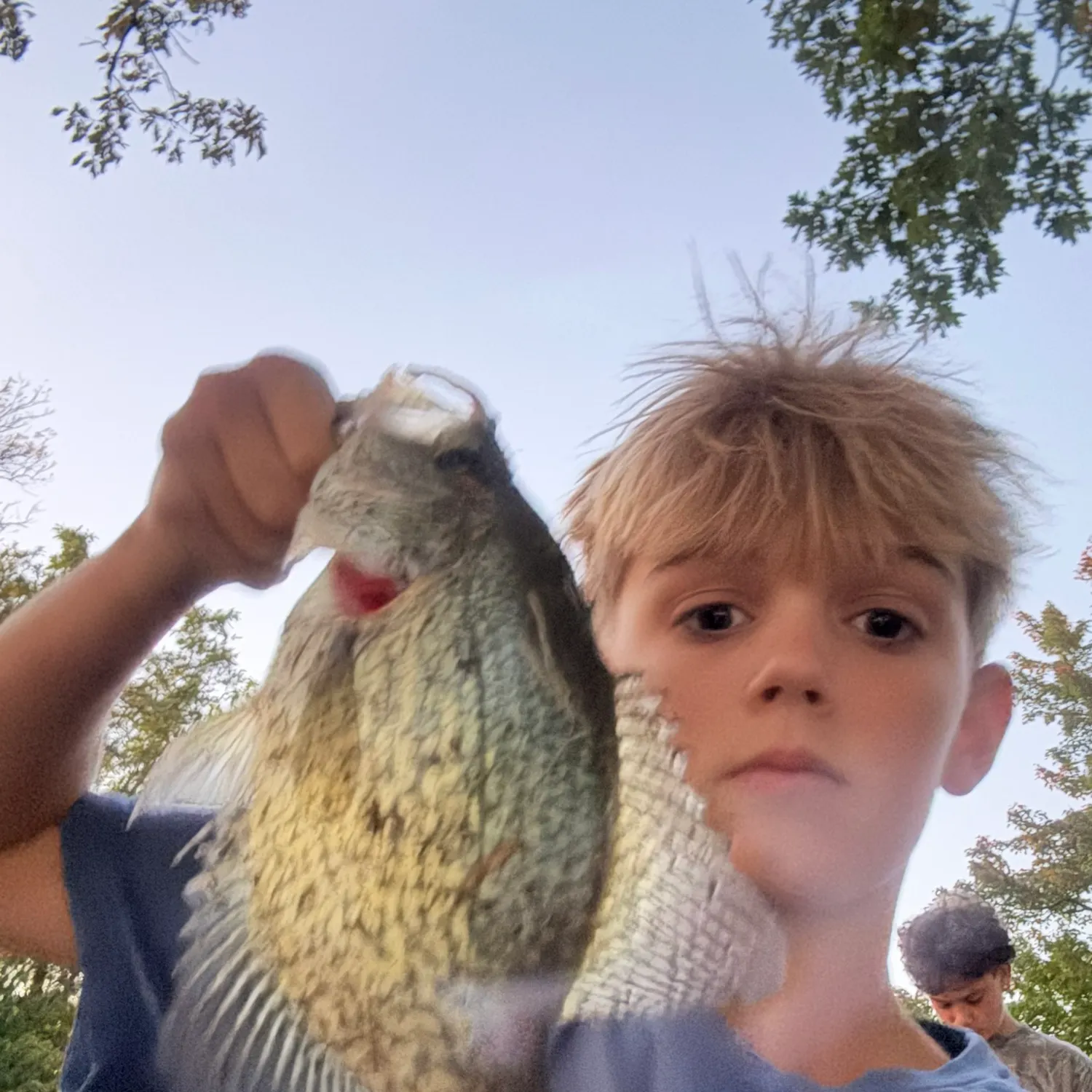 Black crappie caught on Fishbrain