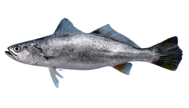Stolzmann's weakfish