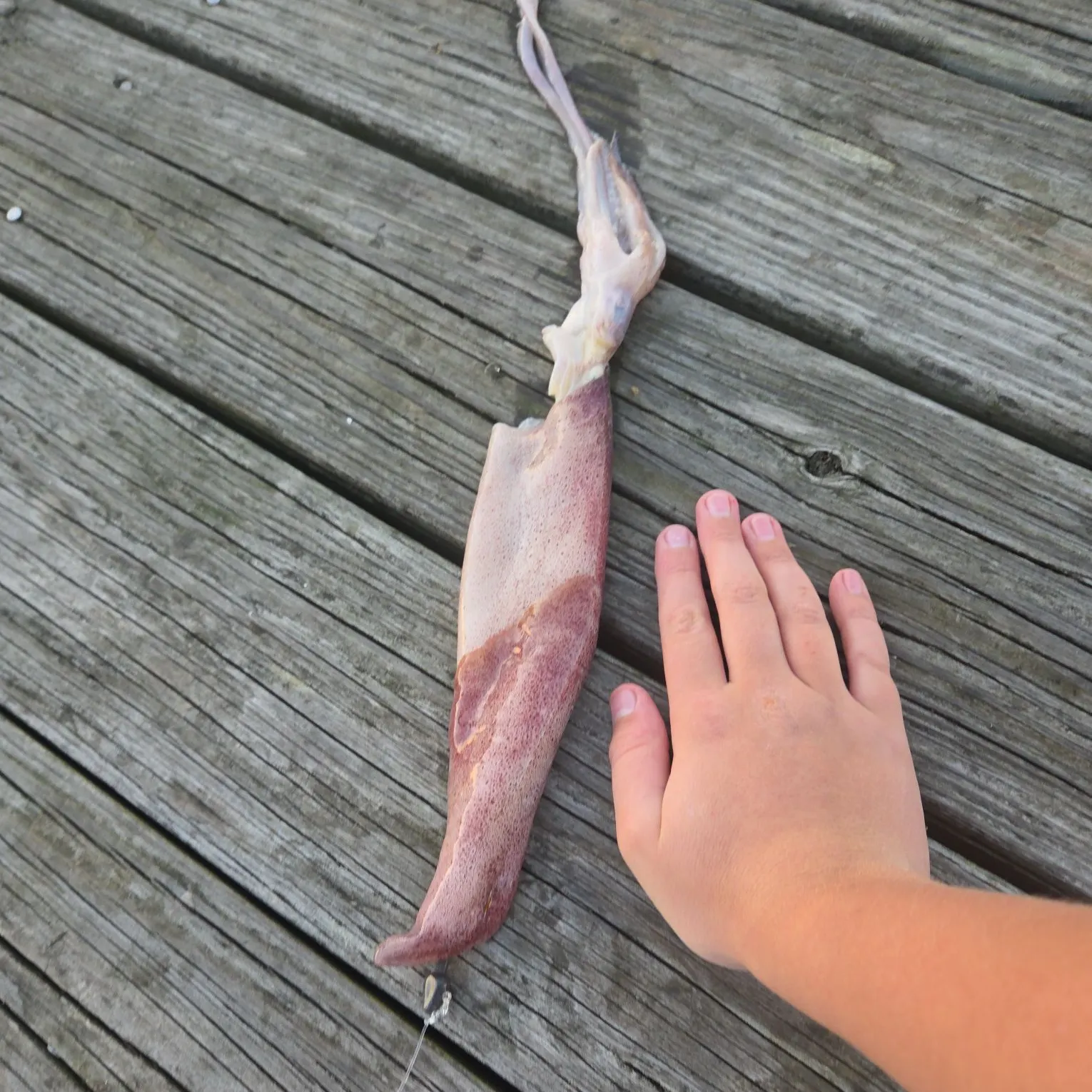 The most recent Longfin inshore squid catches on Fishbrain