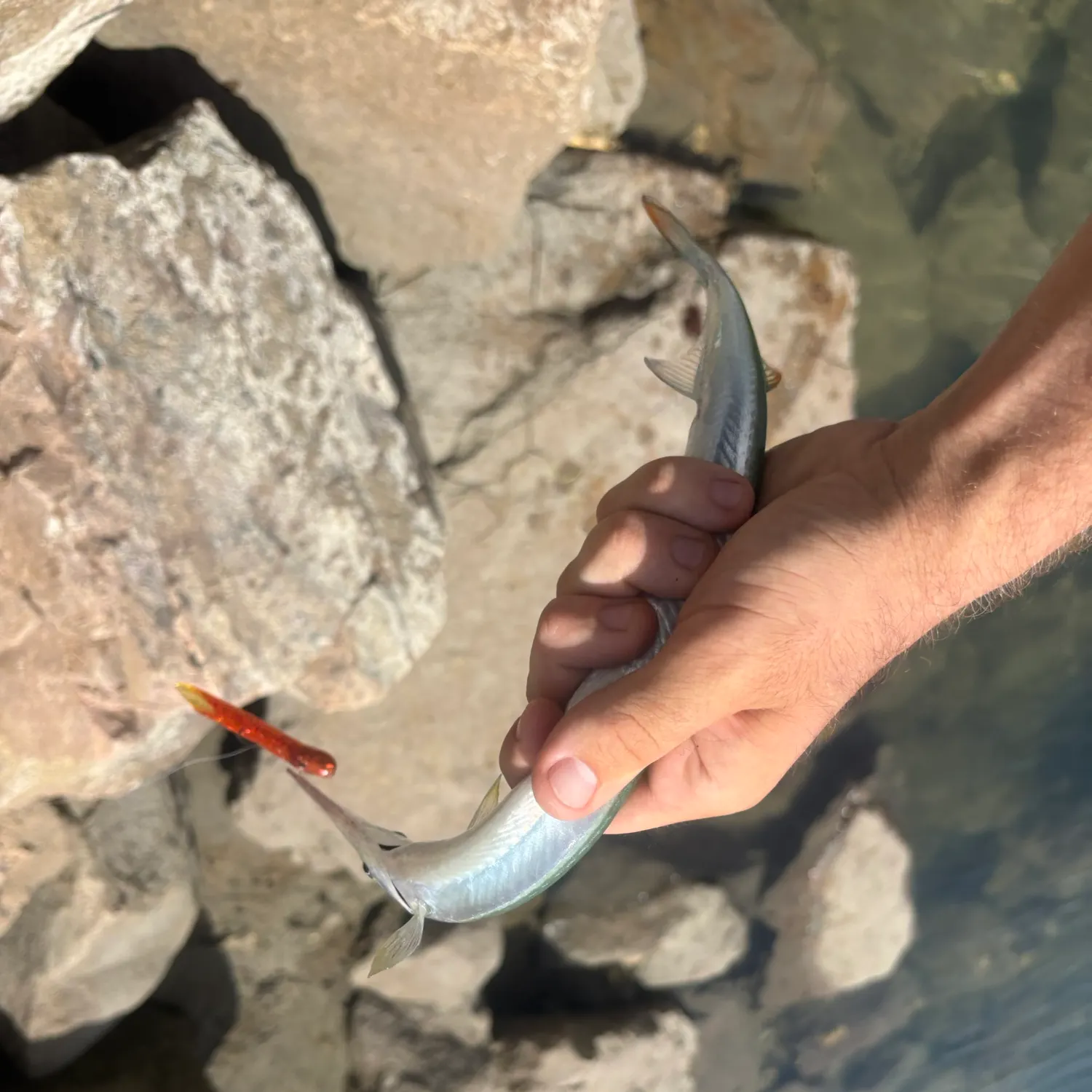 The most recent California needlefish catches on Fishbrain
