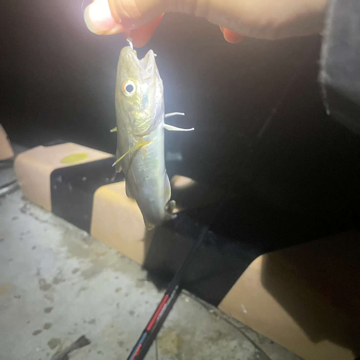 The most recent Saffron cod catches on Fishbrain