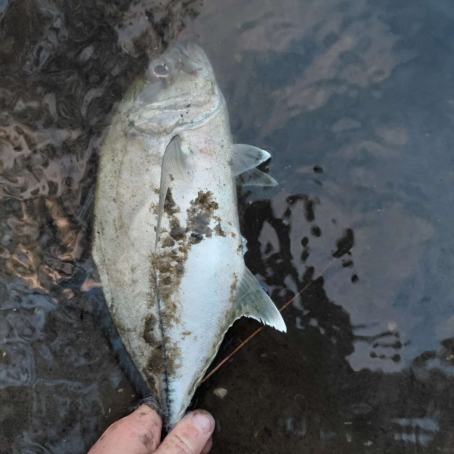 The most recent Bigeye trevally catches on Fishbrain