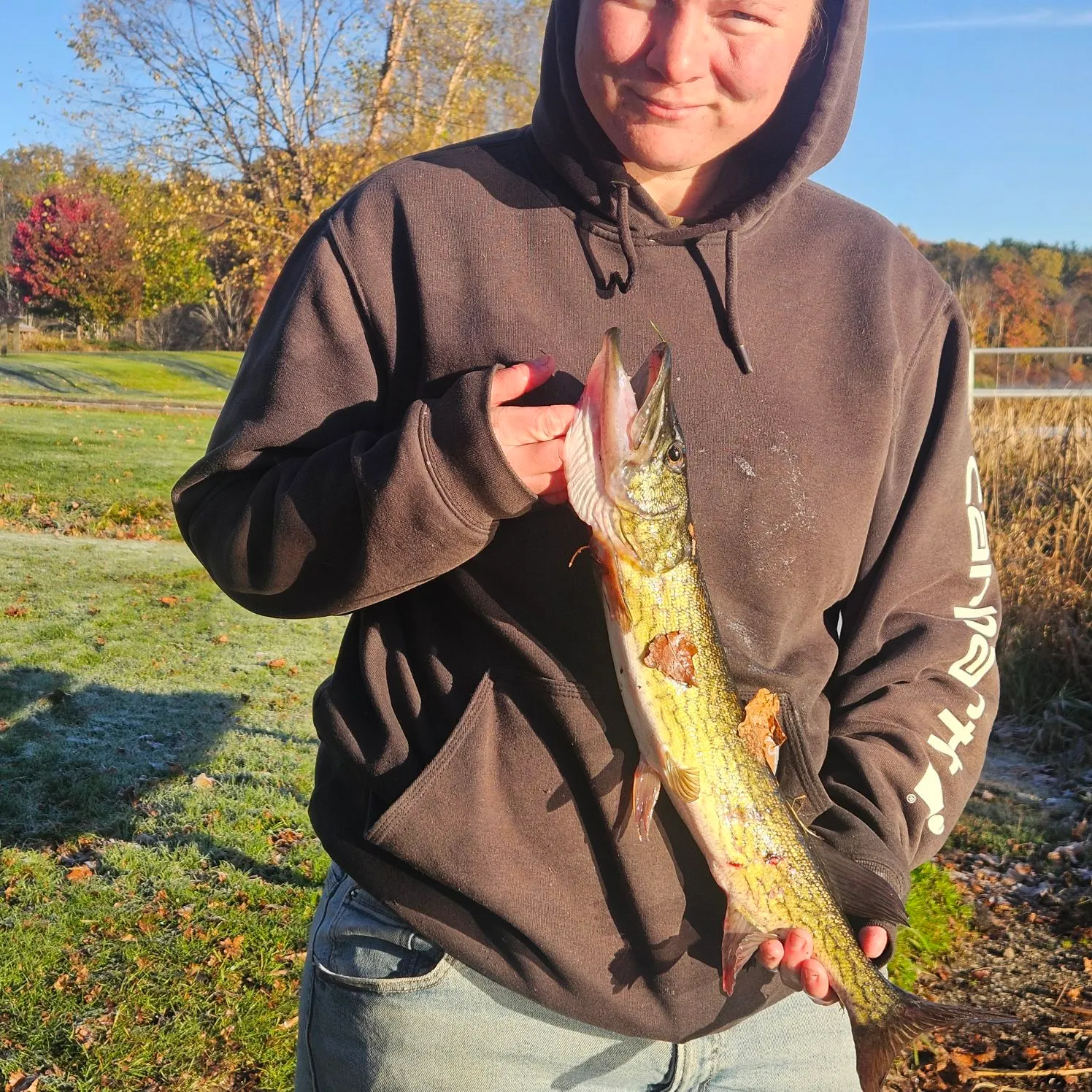 Chain pickerel caught on Fishbrain