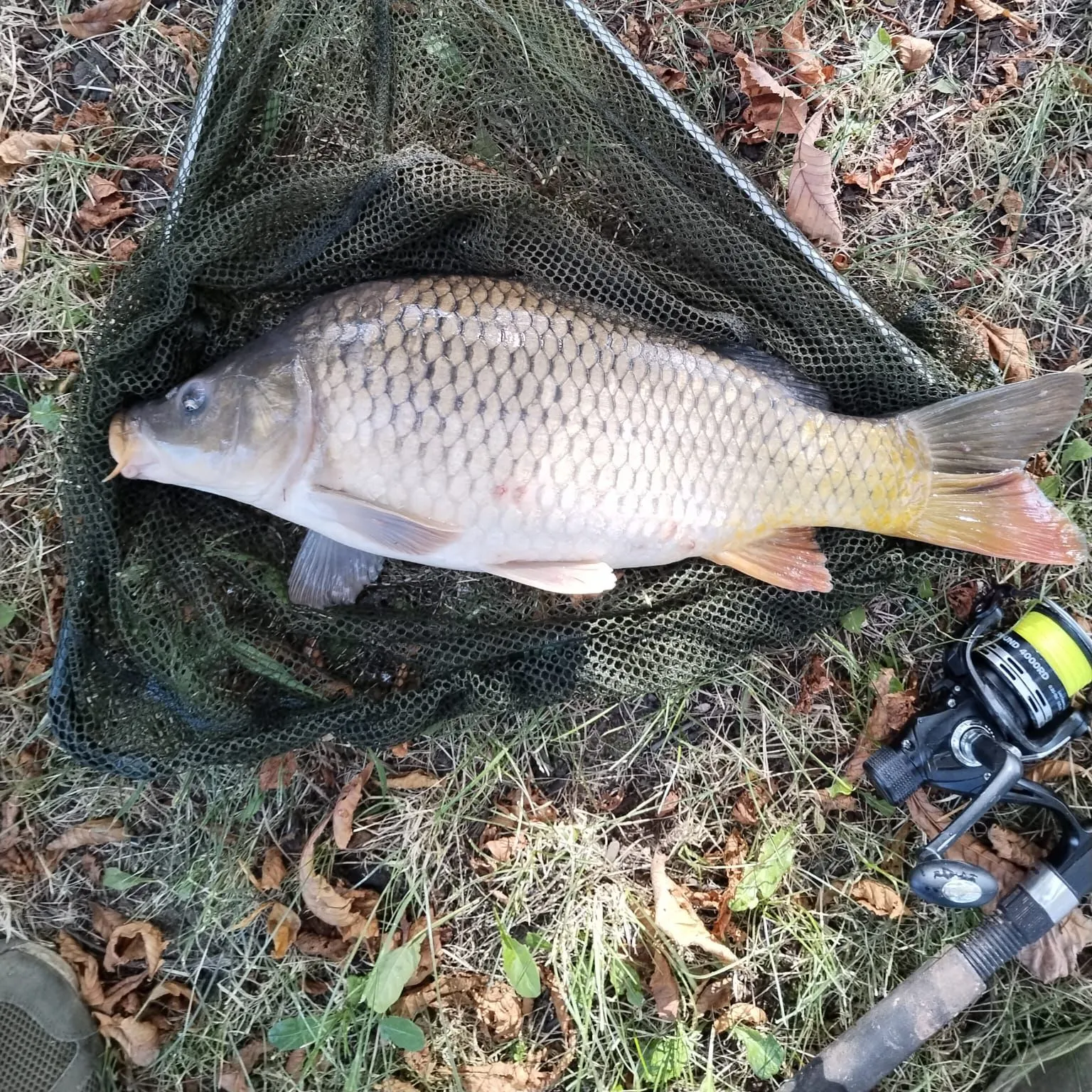 Common carp caught on Fishbrain