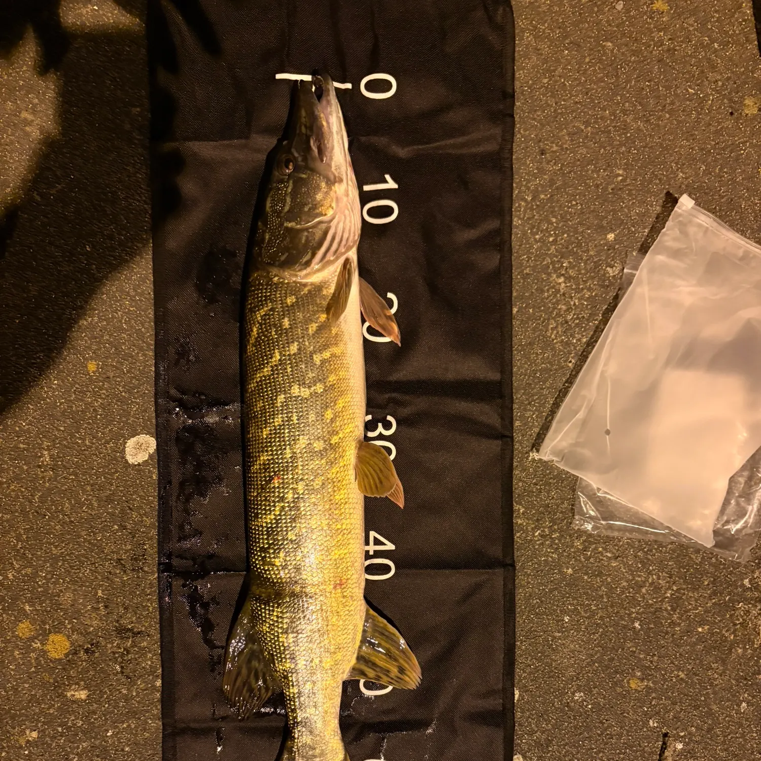 Northern pike caught on Fishbrain