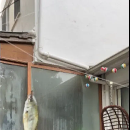 The most recent Spottail seabream catches on Fishbrain