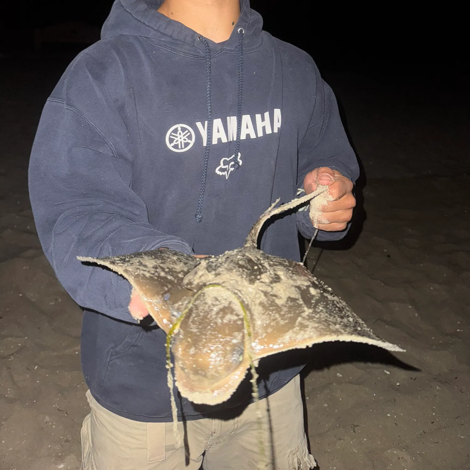 The most recent Bat eagle ray catches on Fishbrain
