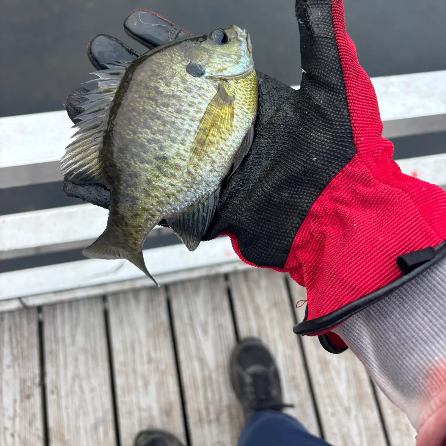 Bluegill caught on Fishbrain