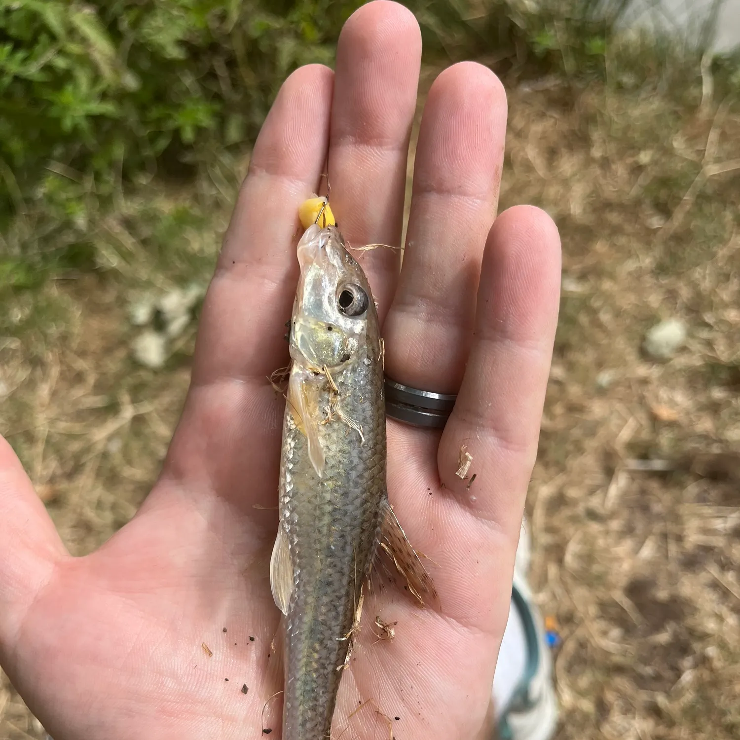 The most recent Gudgeon catches on Fishbrain