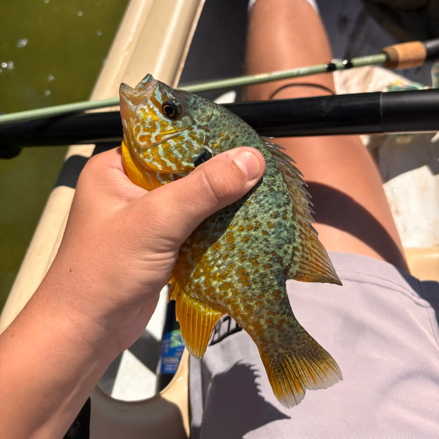 Pumpkinseed caught on Fishbrain