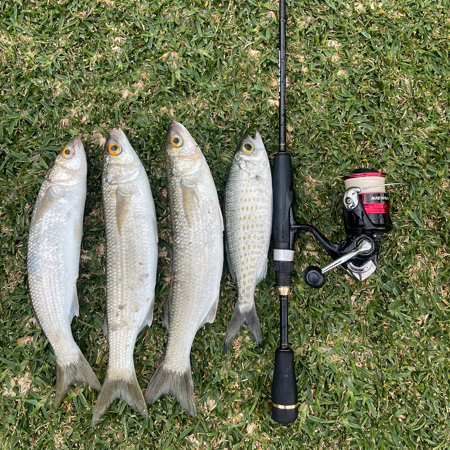 recently logged catches