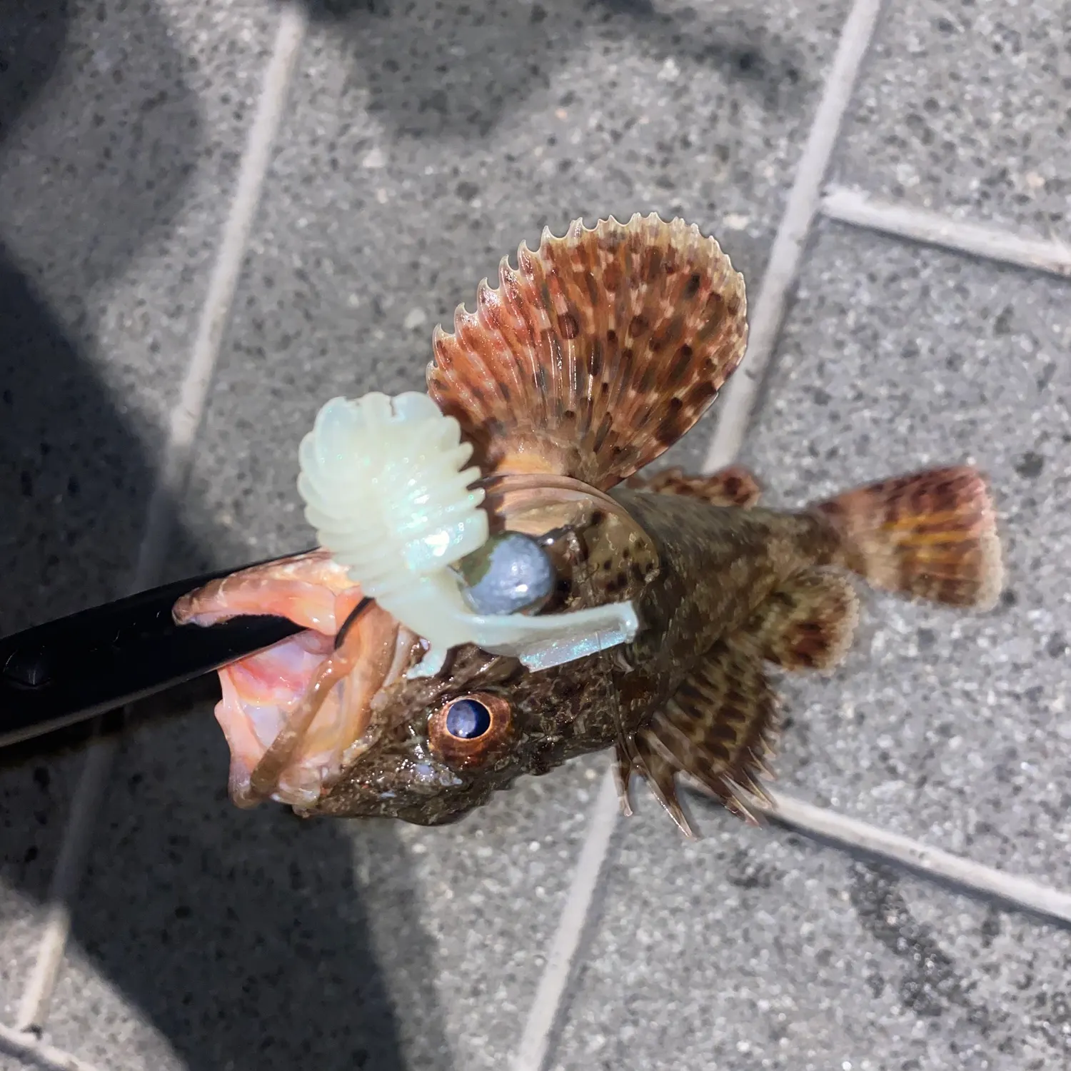 The most recent California scorpionfish catches on Fishbrain