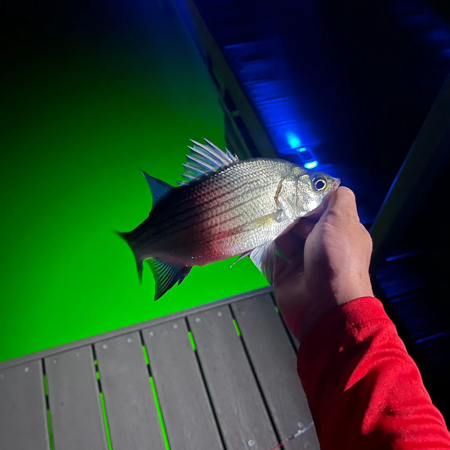 White bass caught on Fishbrain